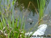 bild5600_small.jpg